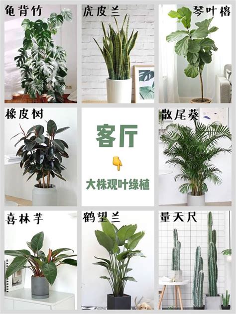 綠植盆栽|室內植栽指南：7 款必收觀葉植物，打造綠意盎然居家